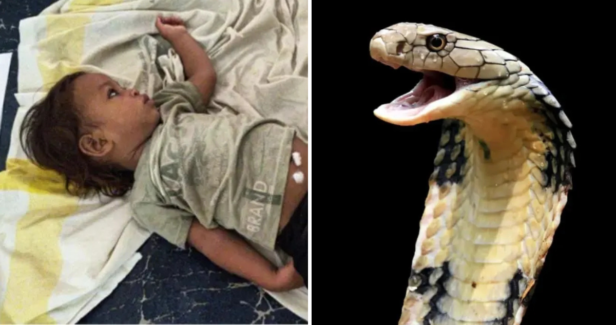 Niño de 2 años vence a una cobra venenosa con un mordisco letal