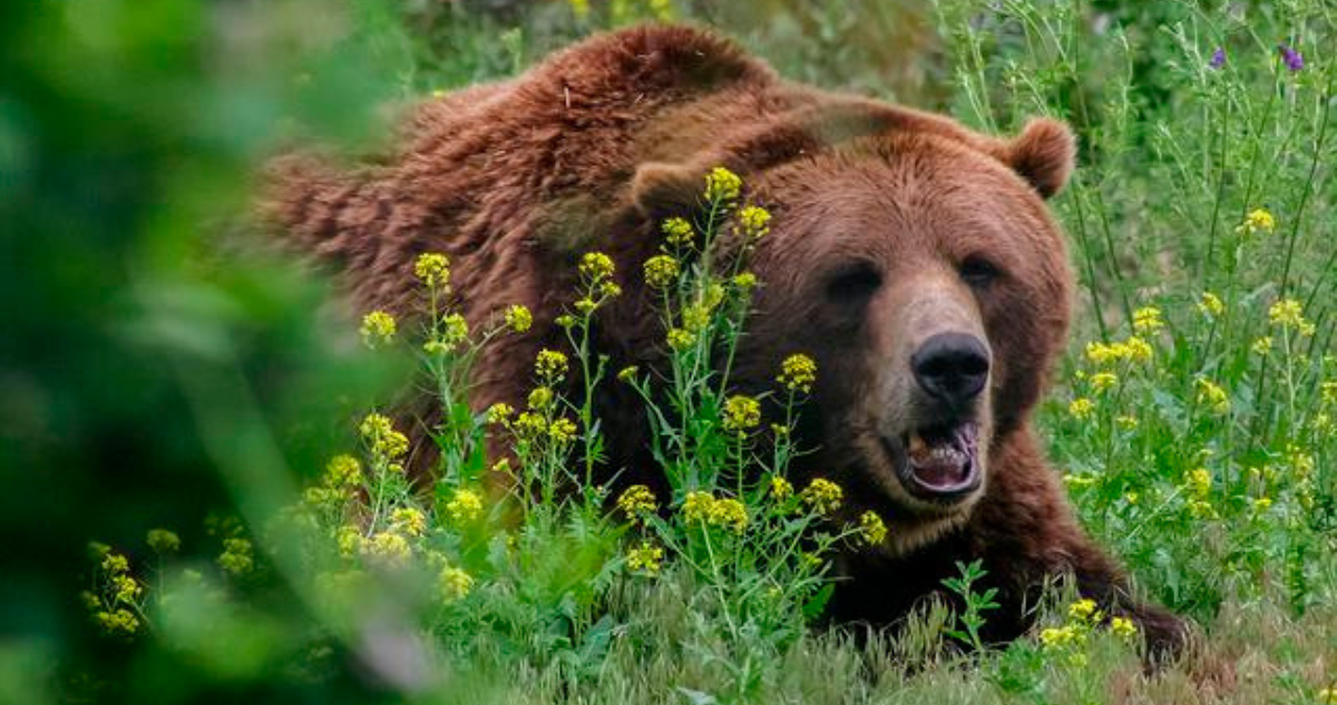 Oso 'secuestra' a joven senderista en Japón: Búsqueda desesperada en el monte Rausu