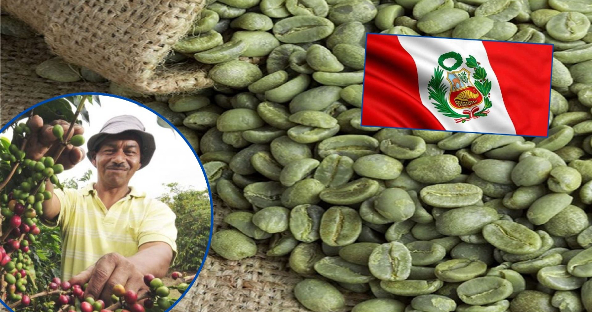 Perú conquista el paladar chileno con su café verde de especialidad