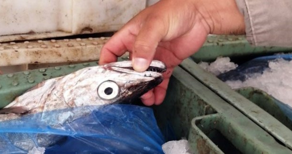 Pescadores de Calbuco denuncian pesca ilegal de merluza austral en Palena y Butachauques