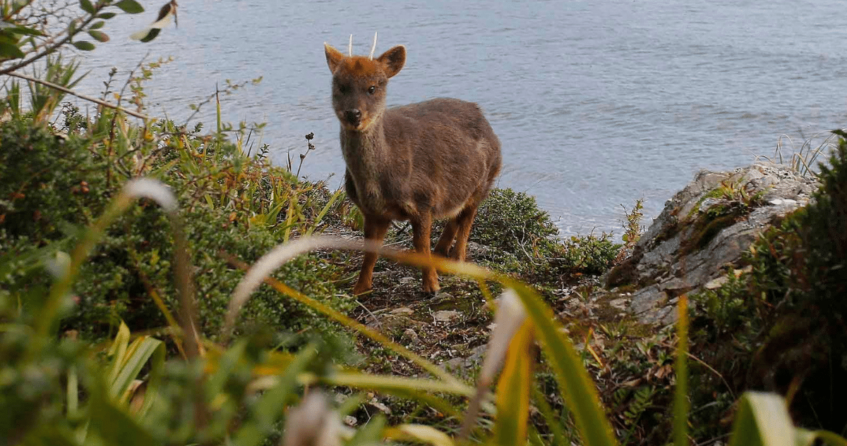Pudúes en Peligro: Cómo Salvar al Ciervo Más Pequeño del Mundo
