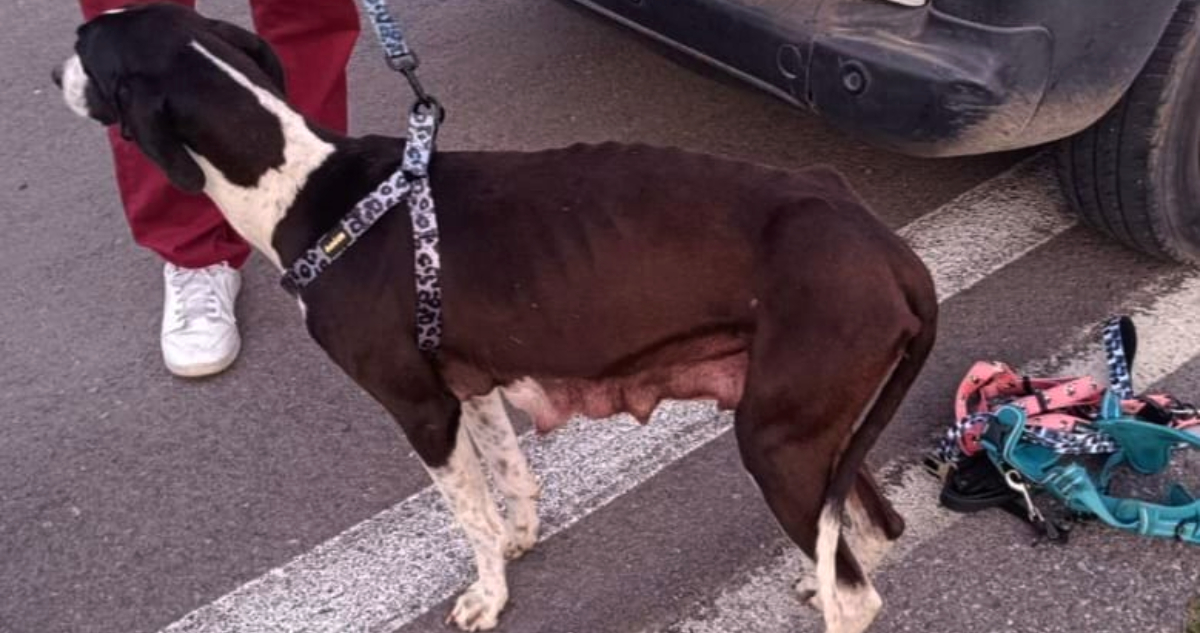 Rescate de Galgos en Mostazal: Alerta sobre Crueldad Animal