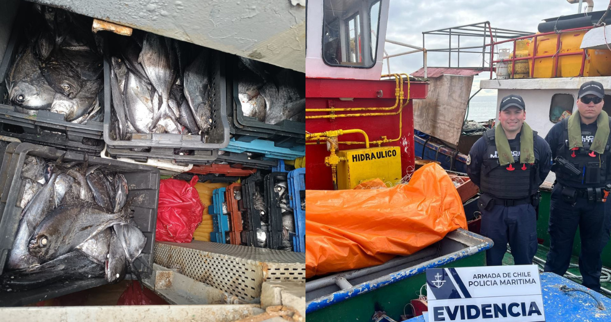 Armada Decomisa 8 Toneladas de Reineta en Operativo Sorpresa en Quemchi