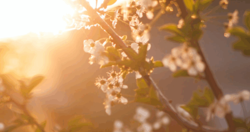 Bienvenida la Primavera: Descubre la Fecha y Hora Exacta del Equinoccio 2025 en Chile