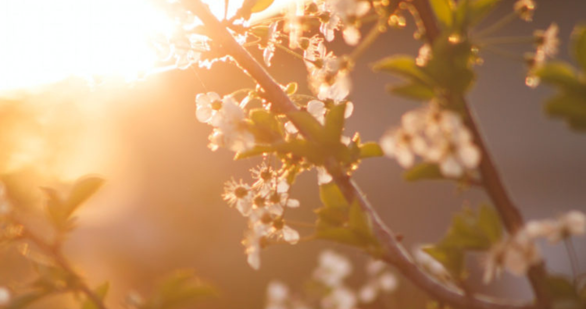 Bienvenida la Primavera: Descubre la Fecha y Hora Exacta del Equinoccio 2025 en Chile