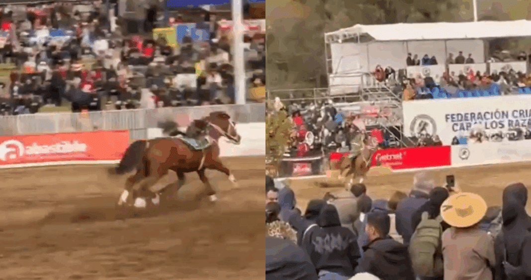 Carabinero Sufre Aparatosa Caída de Caballo en Celebraciones de Fiestas Patrias