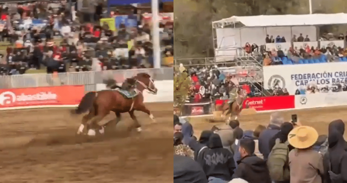 Carabinero Sufre Aparatosa Caída de Caballo en Celebraciones de Fiestas Patrias