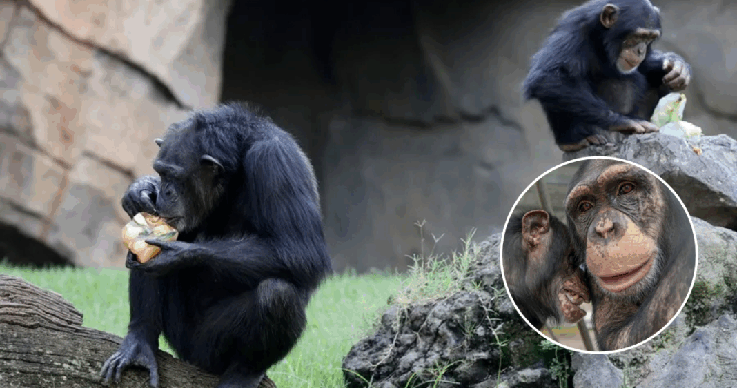 Chimpancés: Los Bebedores Silenciosos de la Naturaleza