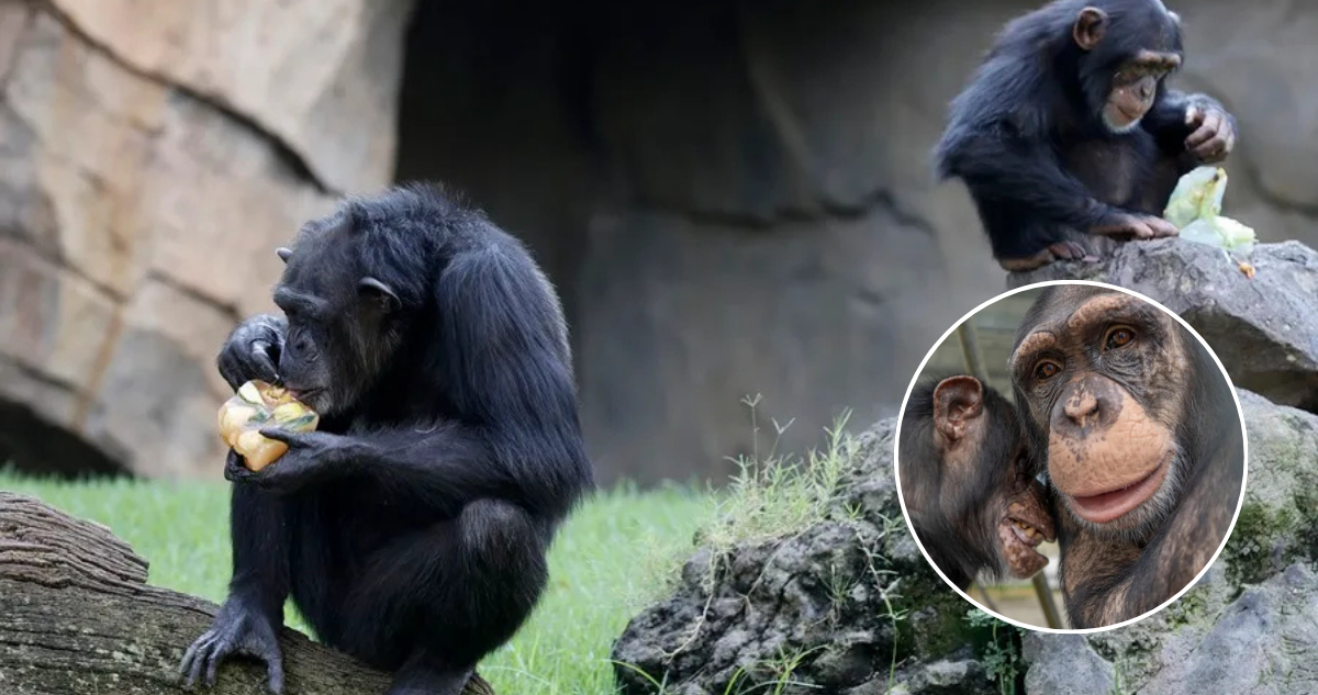 Chimpancés: Los Bebedores Silenciosos de la Naturaleza