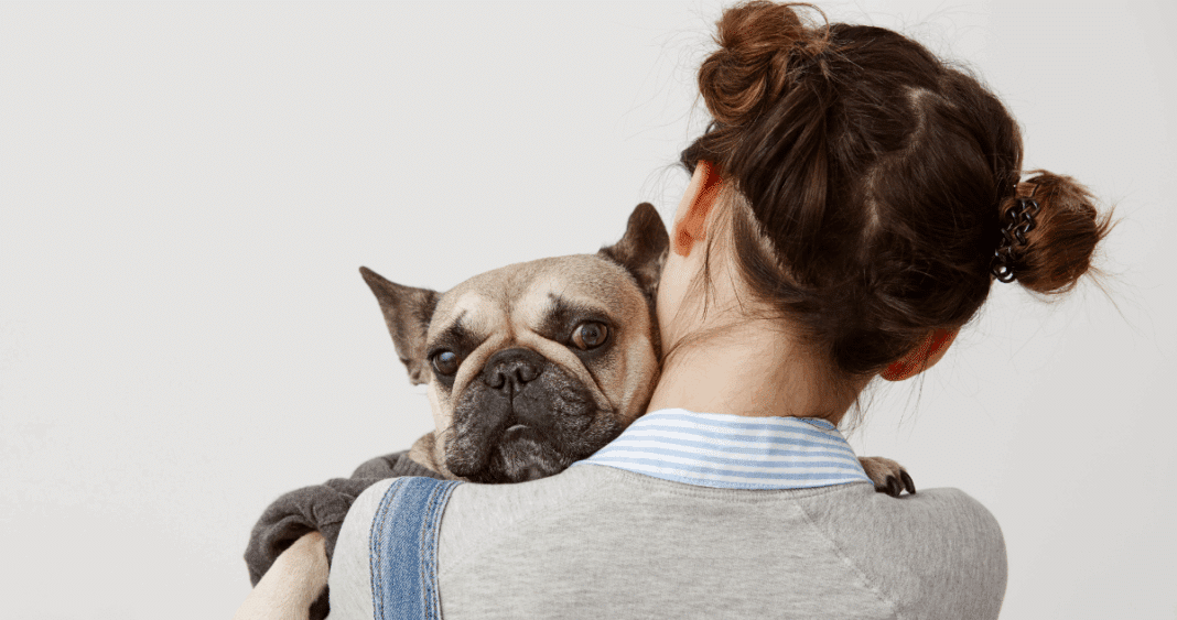 Cómo Cuidar a tu Mascota en Fiestas Patrias: Experto Entrega Opciones Seguras y Detalla lo que Debes Evitar