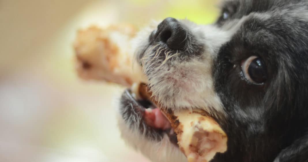 Cómo Mantener a Tus Mascotas Seguras Durante las Fiestas Patrias