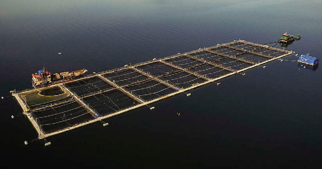 Comunidades Mapuches Desafían Proyecto de Salmonera en Río San Pedro