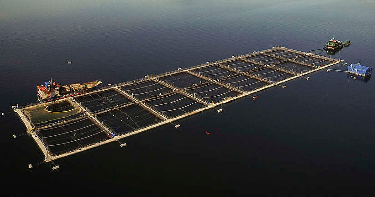 Comunidades Mapuches Desafían Proyecto de Salmonera en Río San Pedro