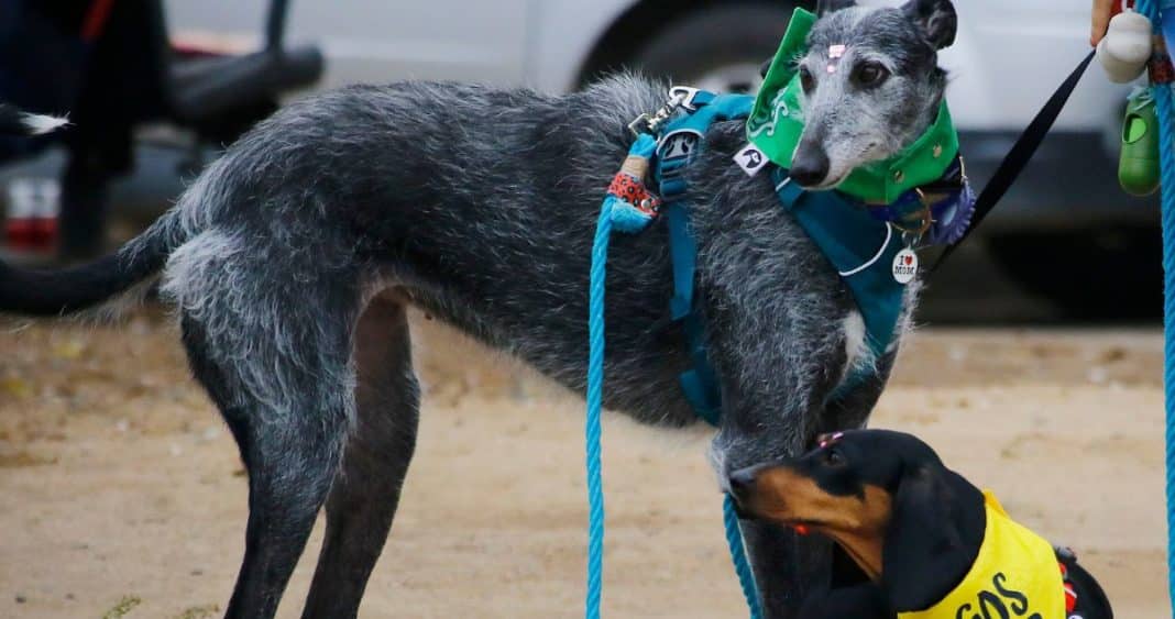Curacautín Reconsiderará Carrera de Perros Galgos en Fiestas Patrias Tras Denuncias