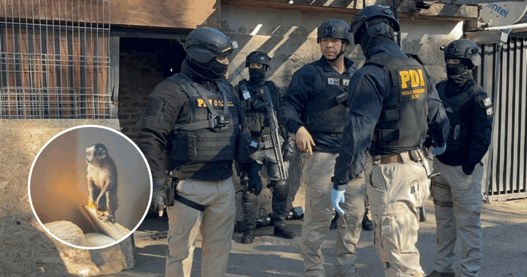 Desmantelan Clan Narco Familiar que Tenía un Mono como Mascota