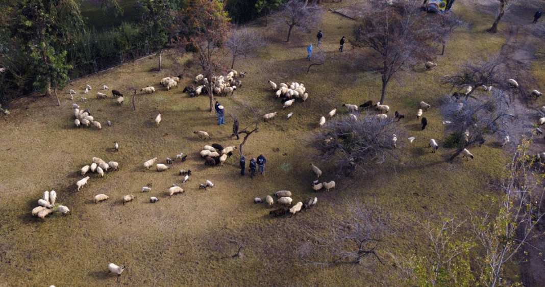 Devastador Ataque Canino: Tragedia en Puqueldón Deja Casi 30 Ovejas Muertas