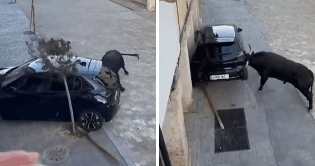 Furia Descontrolada: Toro Destroza Automóvil en Encierro Español