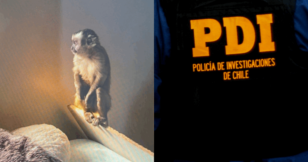 Mono Perdido: La Desaparición del Primate Incautado en Operativo Antinarcóticos