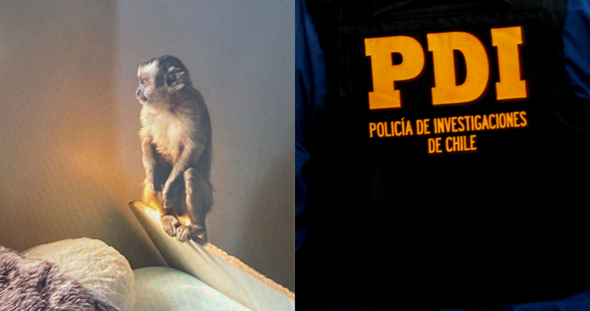 Mono Perdido: La Desaparición del Primate Incautado en Operativo Antinarcóticos