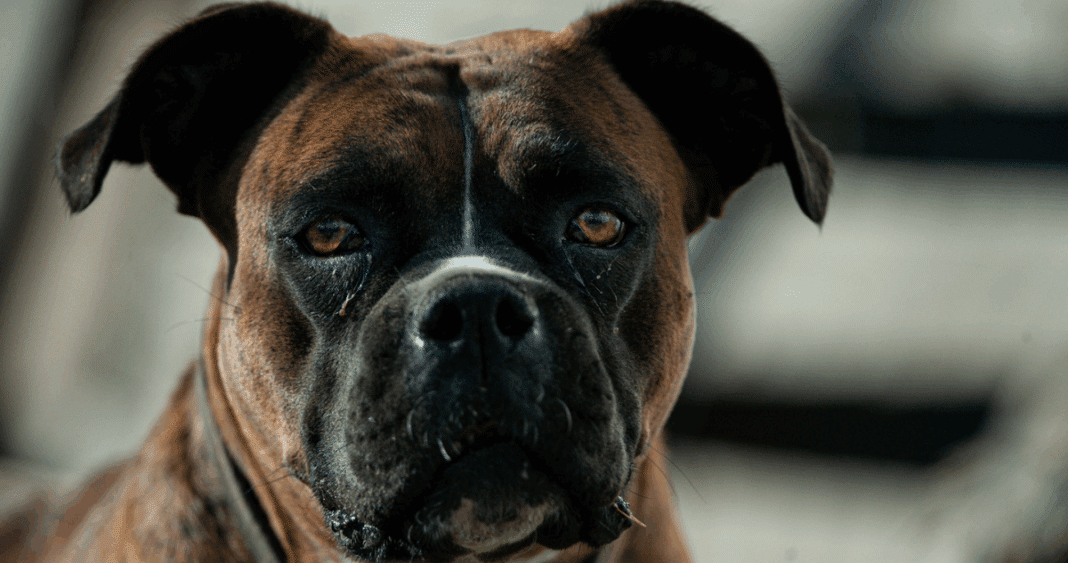 Perro Atacado a Balazos y Degollado en Limache: Autoridades Prometen Justicia
