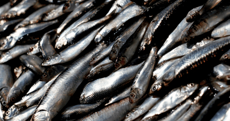 Pescadores Industriales Advierten Graves Consecuencias por Aprobación de Subastas de Cuotas de Jurel y Sardina