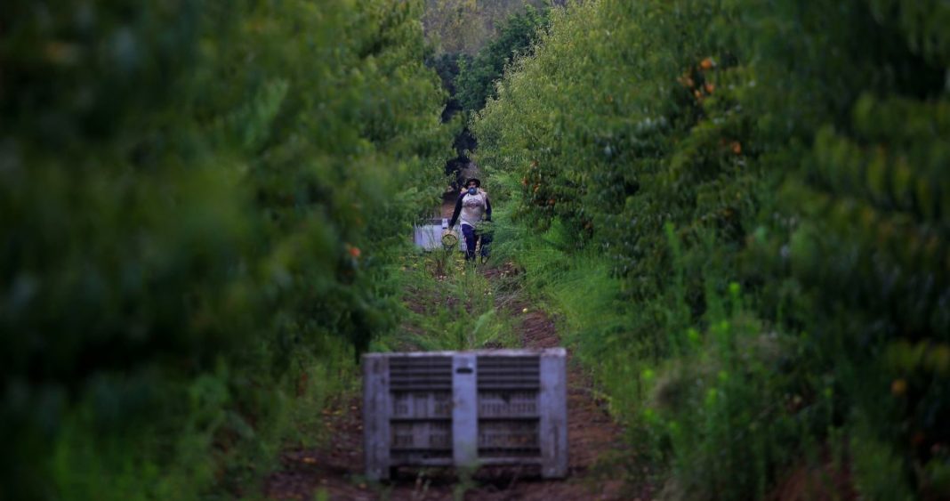 Propuesta Polémica: Regularizar Migrantes para Salvar la Agricultura Chilena