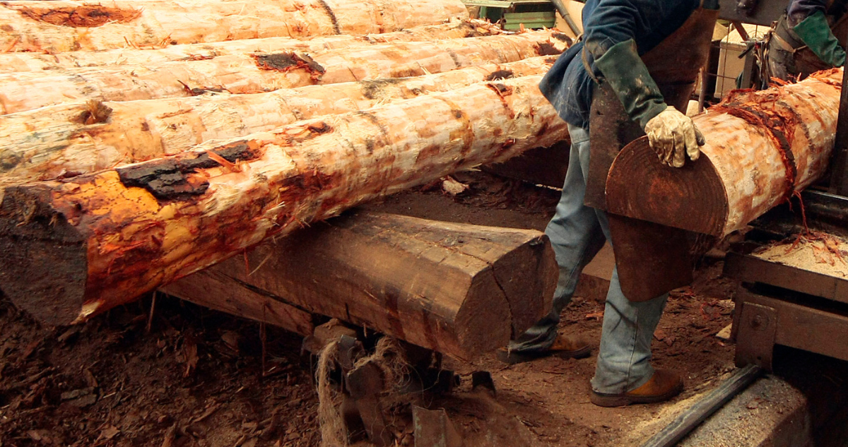 Pymes forestales en crisis: 169 aserraderos cerrados en 5 años