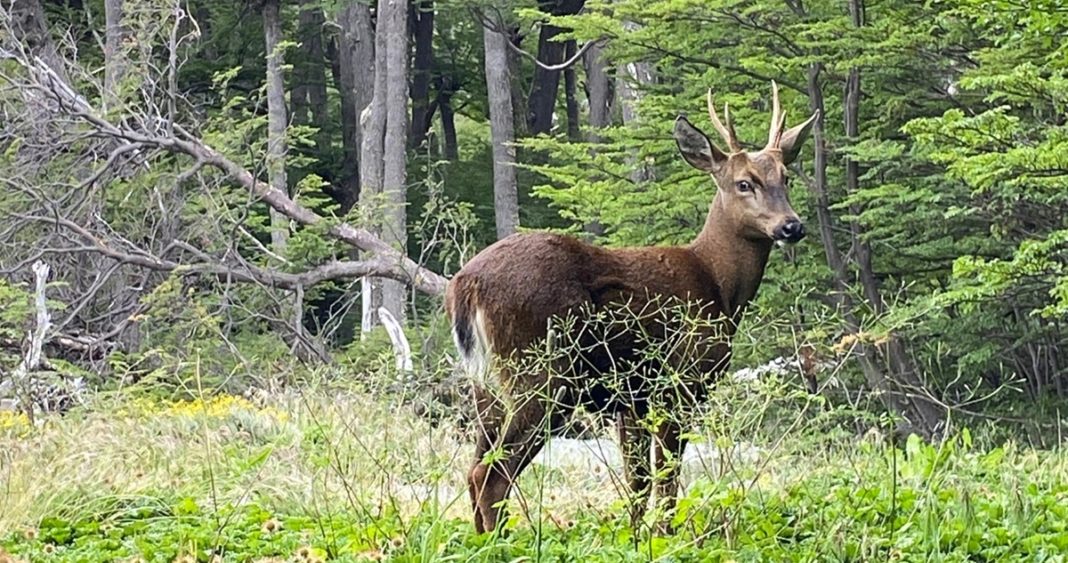 Refugios Vitales: Cómo los Guardaparques Protegen al Emblemático Huemul en Torres del Paine