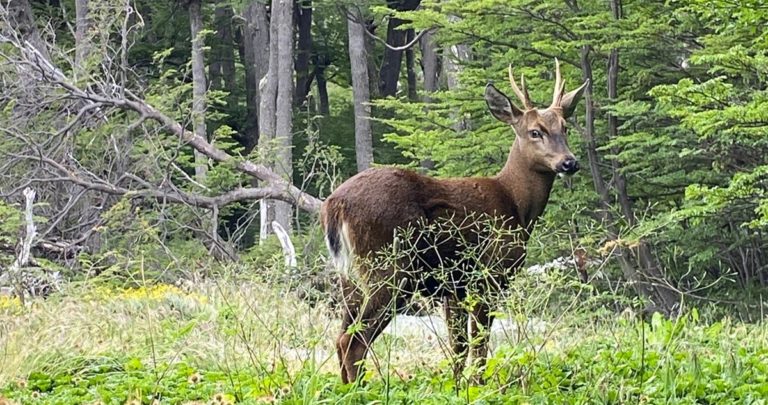 Refugios Vitales: Cómo los Guardaparques Protegen al Emblemático Huemul en Torres del Paine