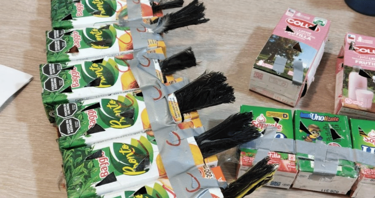 Tráfico ilegal de aves: Ciudadanos intentaron pasar 50 crías ocultas en cajas de jugo por la frontera