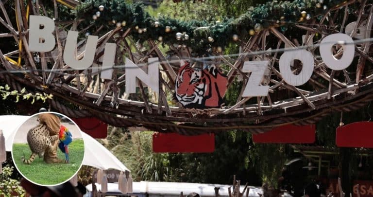 Tragedia en Buinzoo: Felino ataca a guacamayo durante exhibición con público