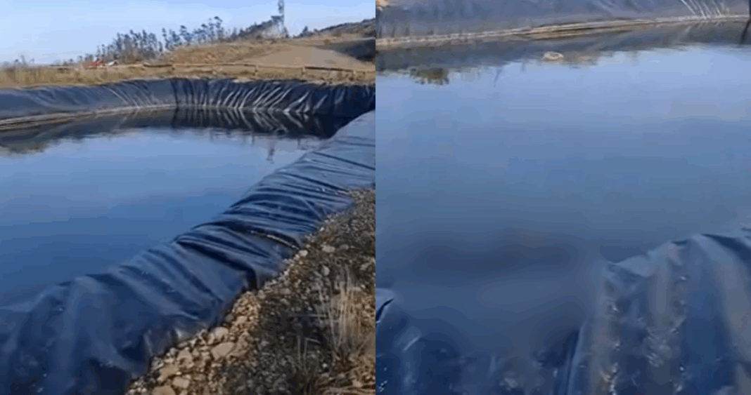 Tragedia en Coronel: Hallan una docena de perros muertos en piscina de aguas lluvias