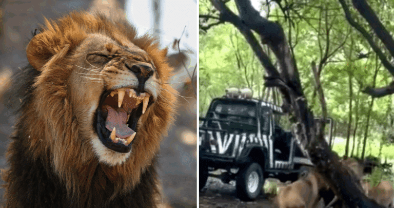 Tragedia en Safari World: Cuidador devorado por leones frente a visitantes