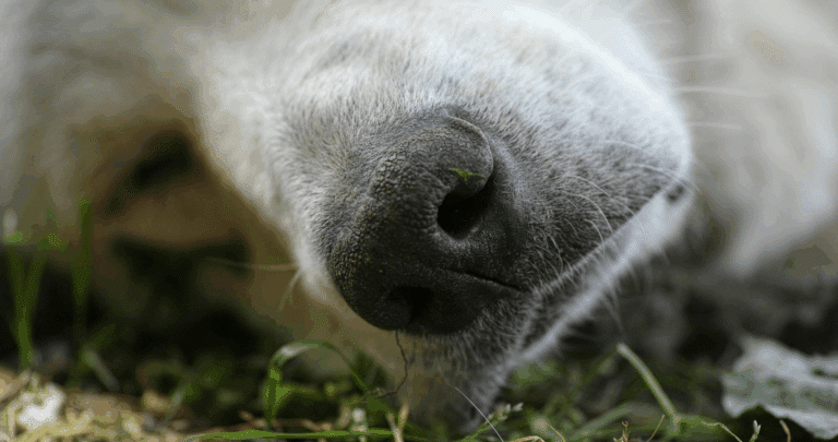 Vecinos de Yumbel buscan justicia por la matanza de perros