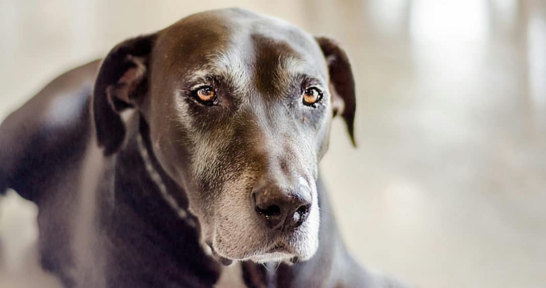 ¿Podrá una píldora alargar la vida de los perros?
