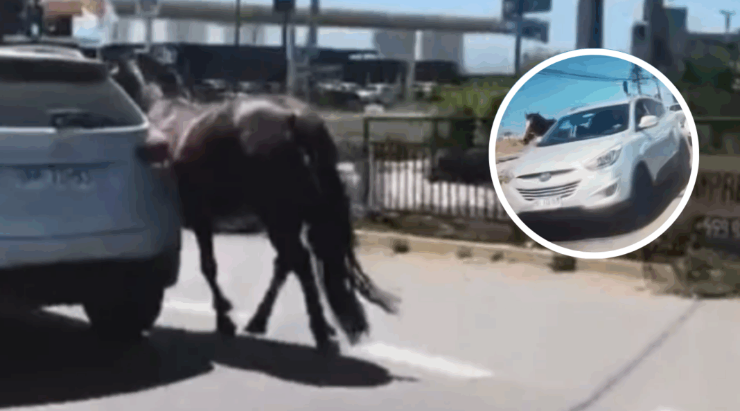 Acusado Enfrenta Prisión Preventiva por Arrastrar y Faenar Yegua de Apoyo Emocional en Coquimbo