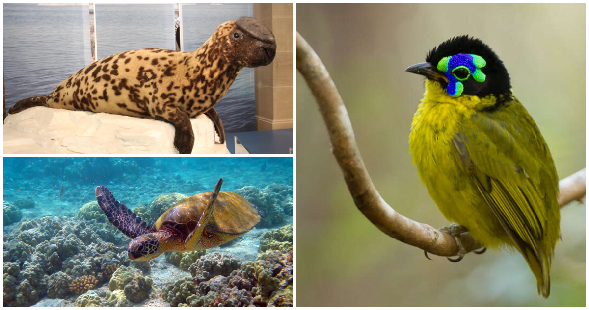 Alerta Roja: Más de 48,000 Especies Amenazadas en Peligro de Extinción Masiva