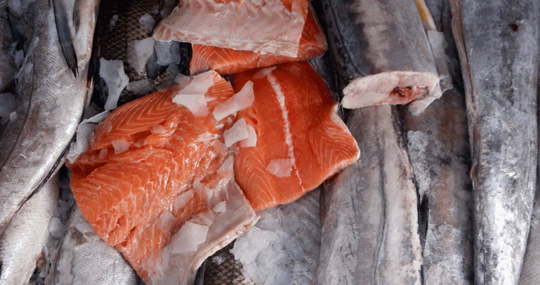 Alerta Sanitaria: Consumir Salmones Fugados de Calbuco Podría Llevar a Hospitalizaciones
