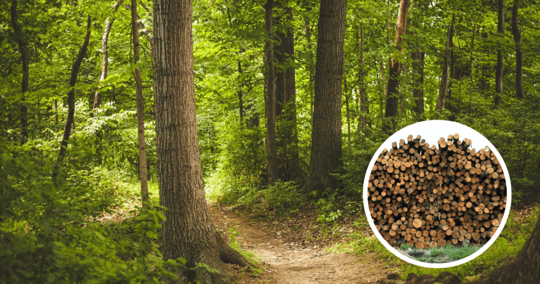 Bosques en Peligro: Cómo Conciliar Conservación y Desarrollo Sostenible