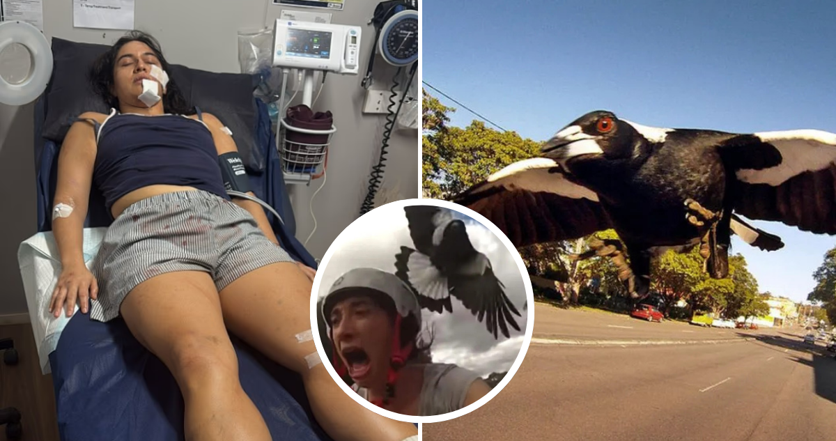 Ciclista Chilena Sobrevive a Brutal Ataque de Urraca en Australia
