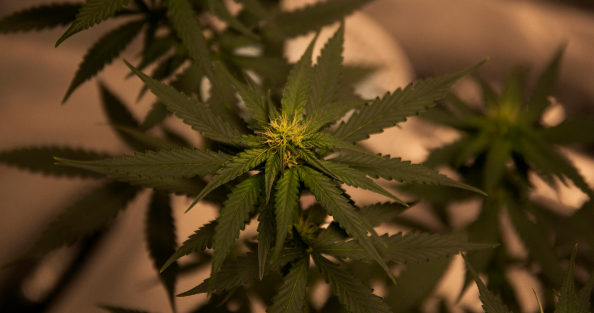 Cómo el Consumo de Marihuana Puede Dañar la Fertilidad Femenina y Causar Defectos en Bebés