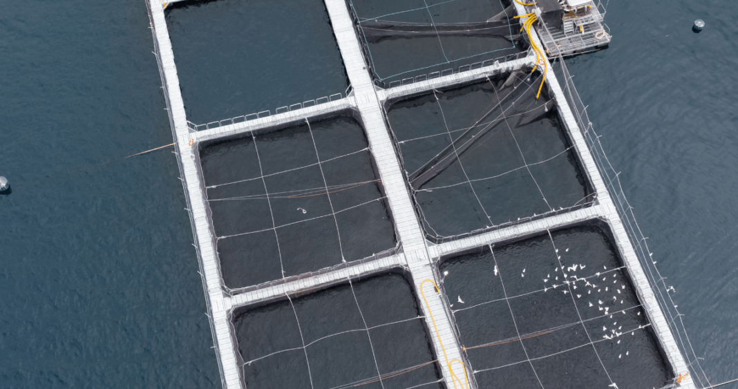 Comunidades Locales Luchan por Ser Parte de la Batalla Legal Contra Salmonera en Río San Pedro