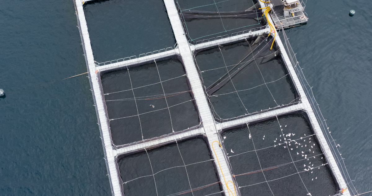 Comunidades Locales Luchan por Ser Parte de la Batalla Legal Contra Salmonera en Río San Pedro