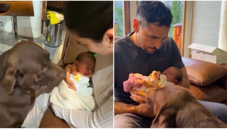 Cuando Bagual Conoció a Alanna: La Tierna Historia de Cómo el Perro de Pangal Andrade Recibió a su Nueva Hermanita