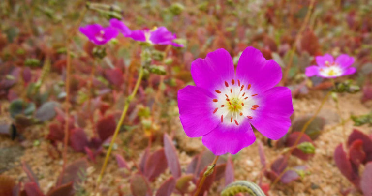 Descubren la Flor del Desierto que Podría Salvar la Agricultura de la Sequía