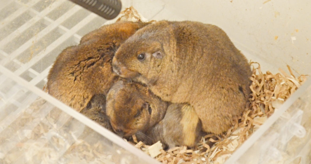 Descubren que el Tuco-Tuco Colonial de la Patagonia se Comunica con Vocalizaciones Ultrasónicas