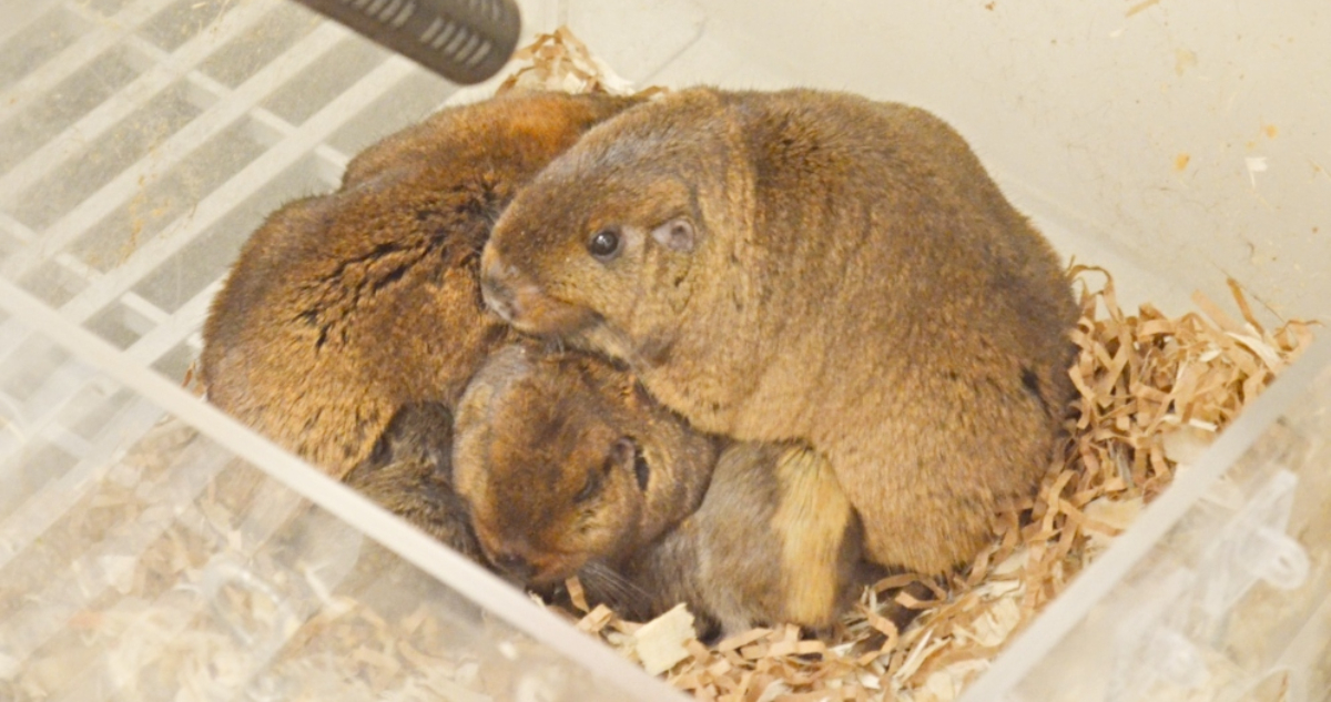 ._temp_Descubren que el Tuco-Tuco Colonial de la Patagonia se Comunica con Vocalizaciones Ultrasónicas Descubren que el Tuco-Tuco Colonial de la Patagonia se Comunica con Vocalizaciones Ultrasónicas
