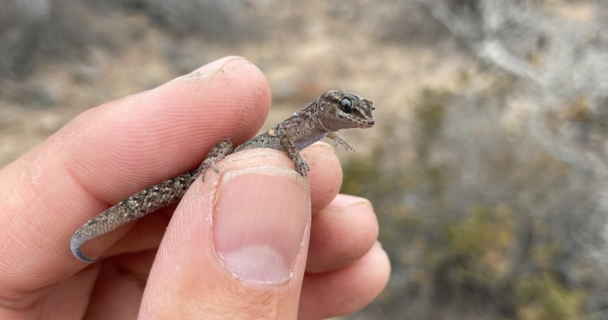 Descubren una Sorprendente Diversidad Oculta en los Geckos Chilenos del Desierto de Atacama