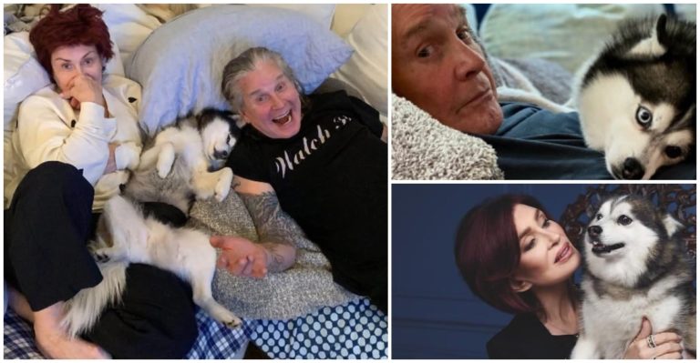 El Leal Compañero de los Osbourne: Adiós a Elvis, el Perro que Acompañó a Ozzy hasta el Final