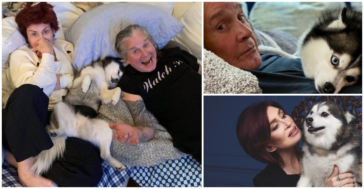 El Leal Compañero de los Osbourne: Adiós a Elvis, el Perro que Acompañó a Ozzy hasta el Final